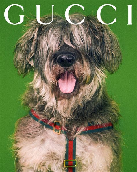 Gucci pet store